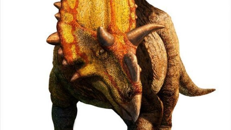 dinozaurul cu coarne de extraterestru, Xenoceratops foremostensis