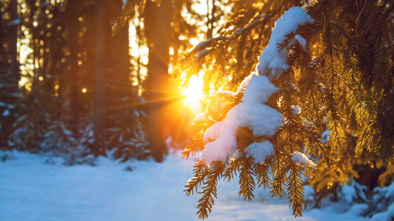 iarna - Shutterstock