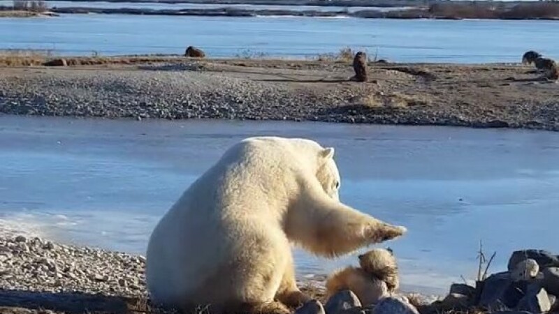caine mangaiat pe cap de un urs polar