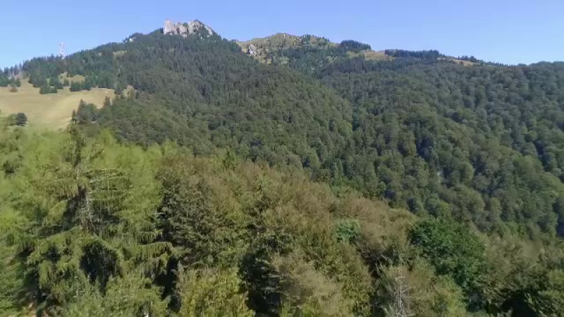 Păduri virgine România