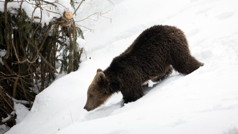 Urs brun în pădurile Munților Carpați