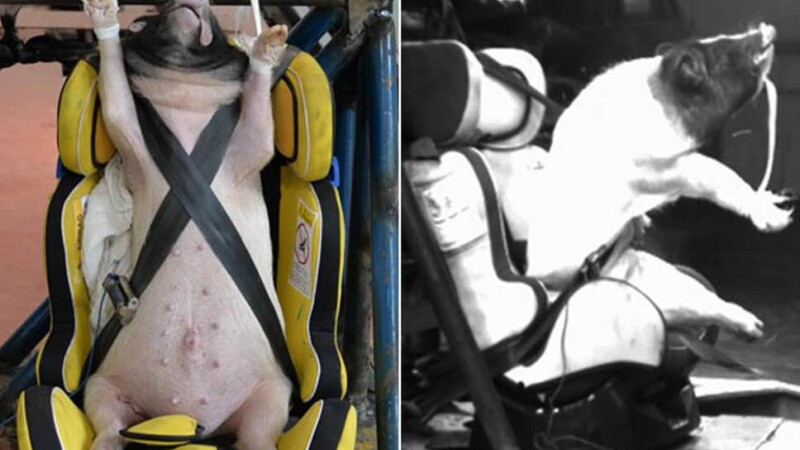 Porci