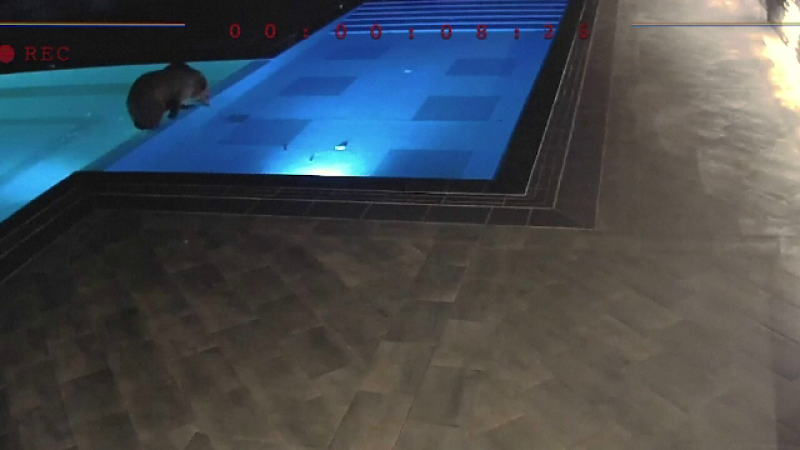 Ursul care s-a învățat cu băi nocturne în piscina unei pensiuni. VIDEO