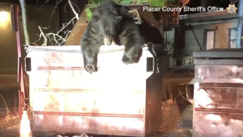 Momentul în care un urs plinuț rămâne blocat într-o pubelă. VIDEO