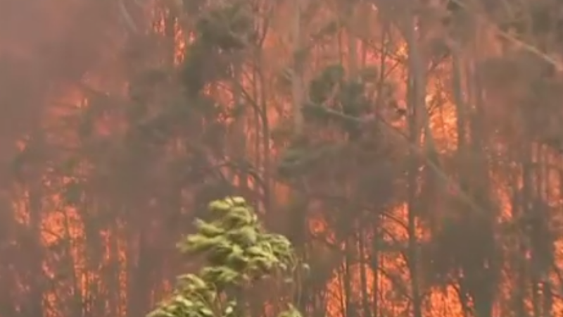incendii vegetatie australia