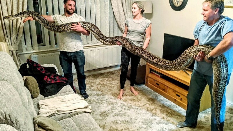 Le-a cumpărat copiilor un șarpe de câțiva cm, dar s-a trezit cu cel mai mare piton din lume - 1
