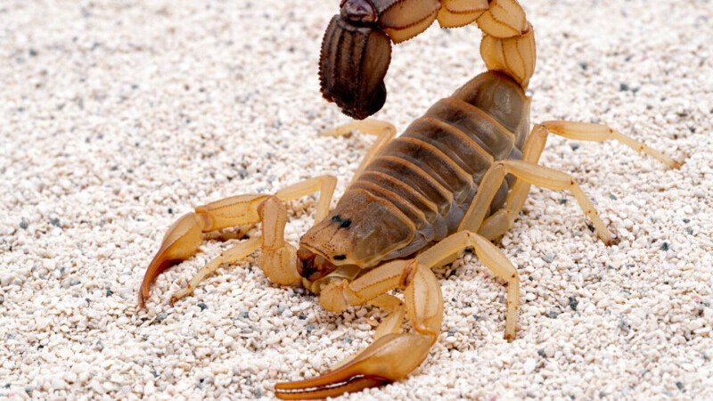 Scorpion