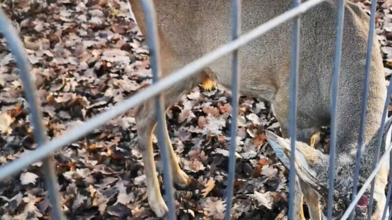 caprior zoo hunedoara