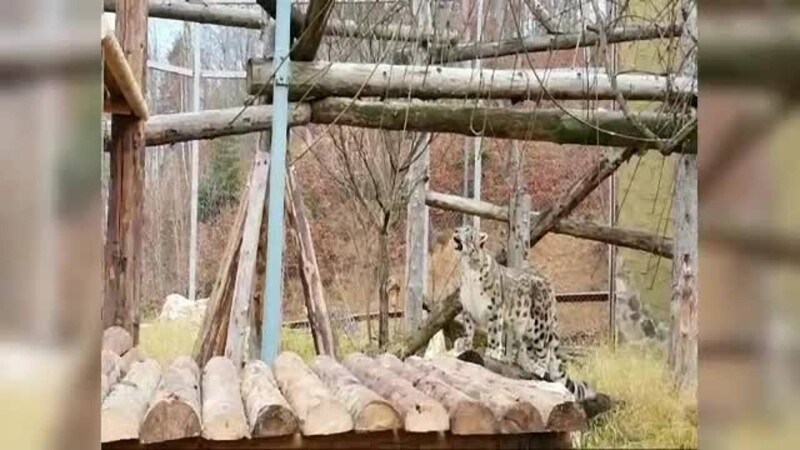 leopard al zapezii