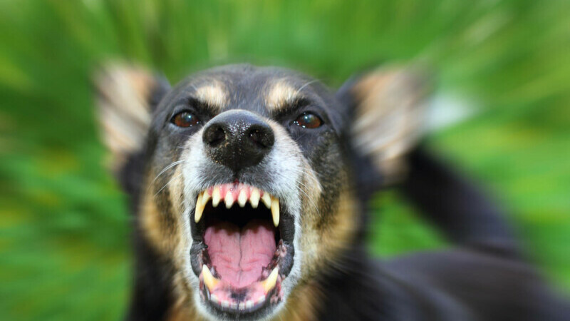 Bătrână din Vaslui, „ruptă” efectiv de câinele lup din gospodărie. Animalul trebuia să o apere de hoți