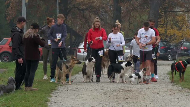 Cursă inedită într-o pădure din Bistrița. Câinii și stăpânii lor au alergat împreună la November Run 2024