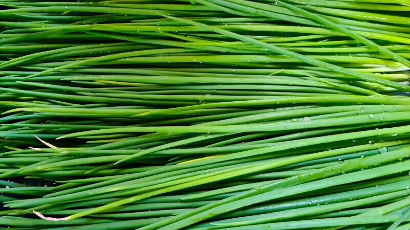 chives