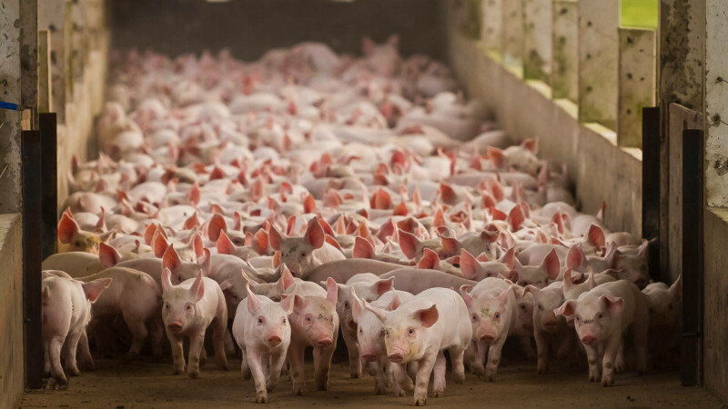 porci, ferma de porci