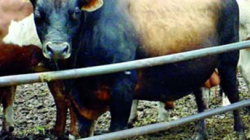Vacutele din UE se mandresc ca au fost insamantate de tauri din Transilvania