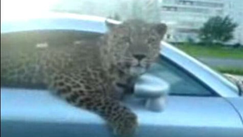 Leopard in masina