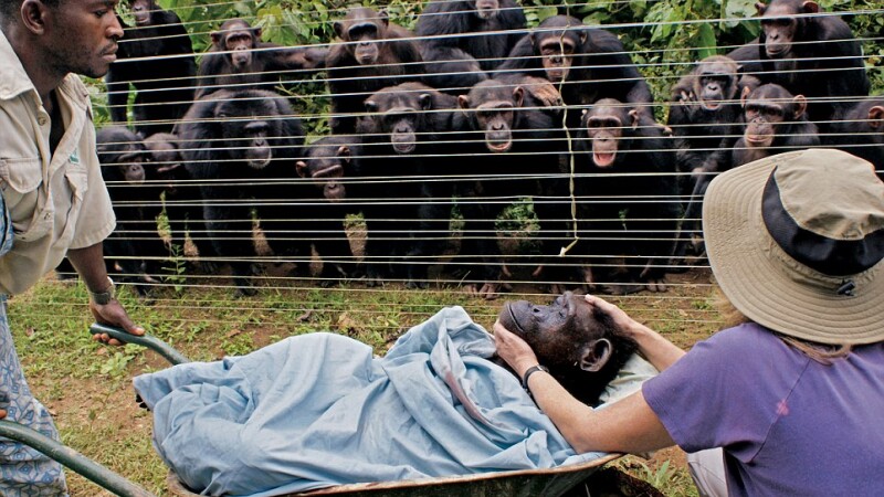 Cimpanzei