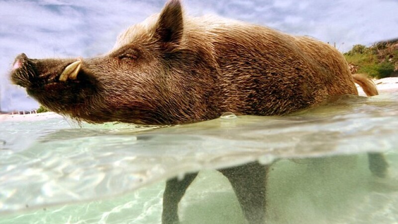 animale