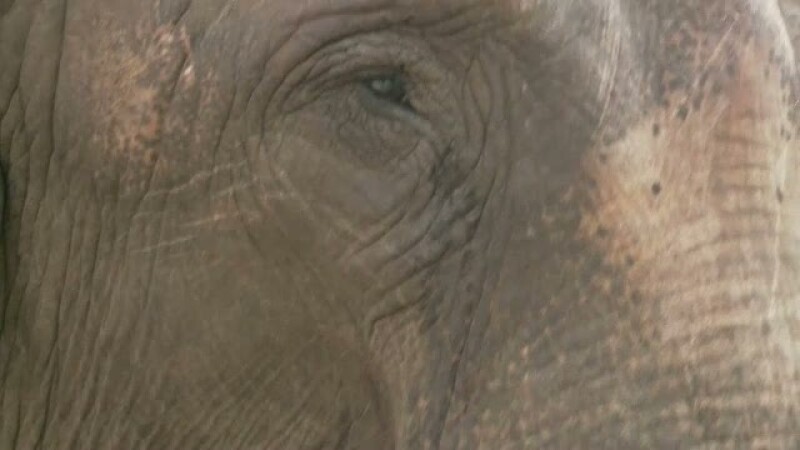 lacrimi elefant