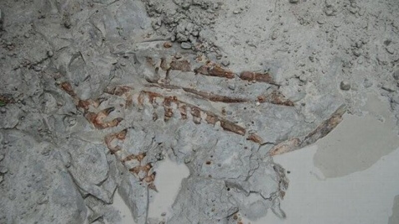fosile mosasaur
