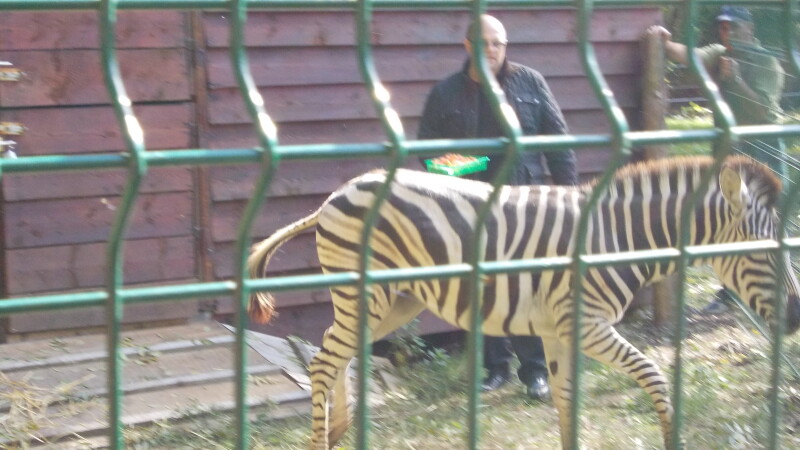 zebra, zoo timisoara