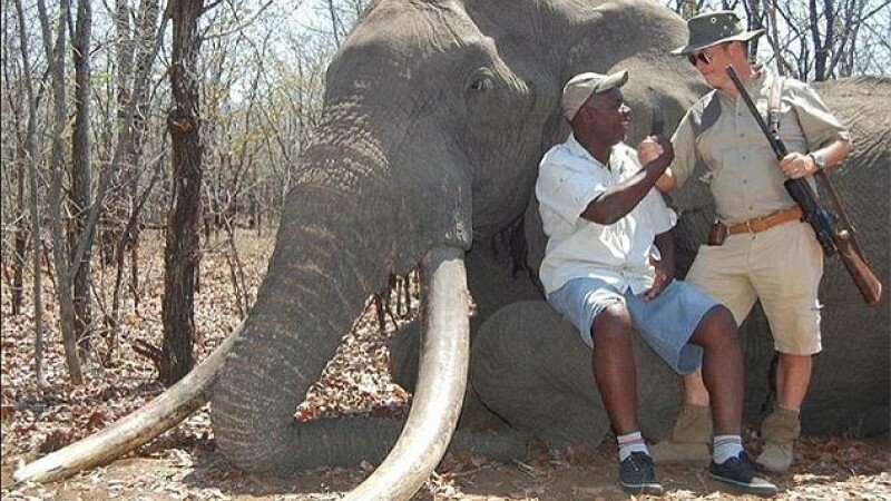 elefant Zimbabwe