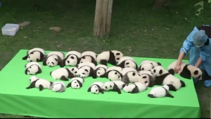 ursi panda