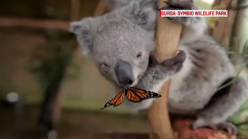 urs koala, fluture