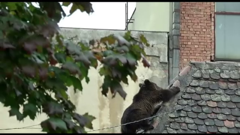 urs Sibiu