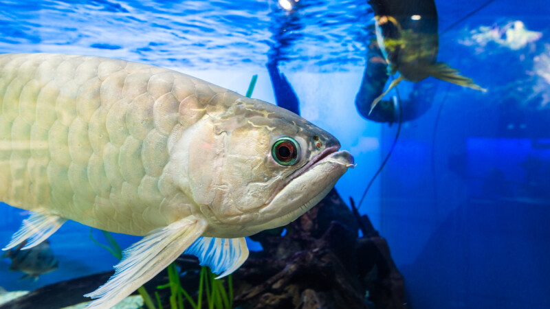 arowana