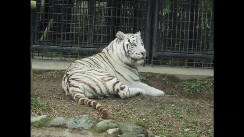 tigru alb la zoo
