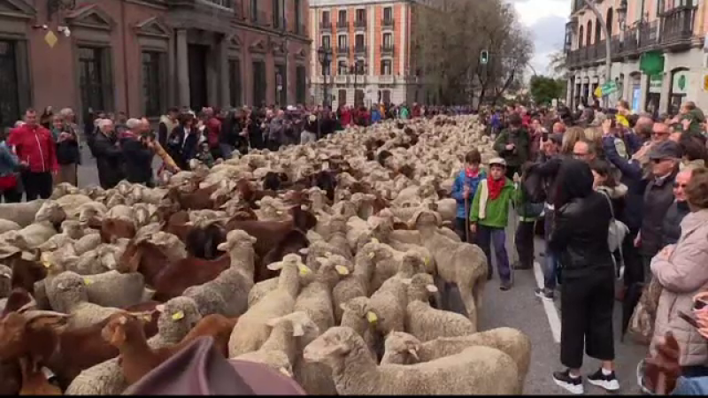 Reacția localnicilor când au văzut sute de oi pe strădile din Madrid. ”Îmi plac animalele”