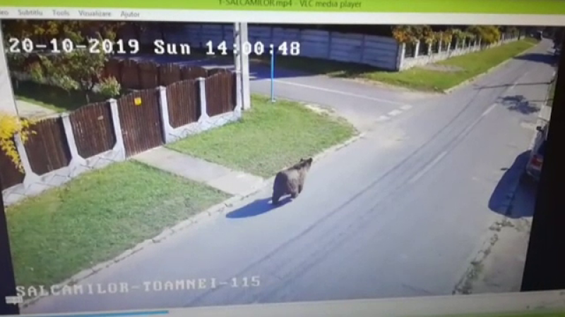 Traseul ursului care a rănit 3 oameni în Brașov. Specialiştii i-au analizat comportamentul