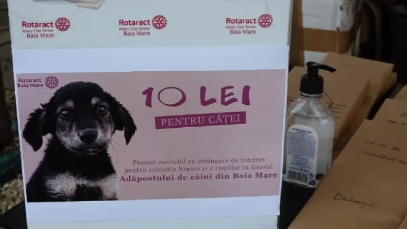Decompose Plow loan Metodă inedită pentru a ajuta câinii din adăpostul din Baia Mare: ”Alegeți  o carte” - Stirileprotv.ro