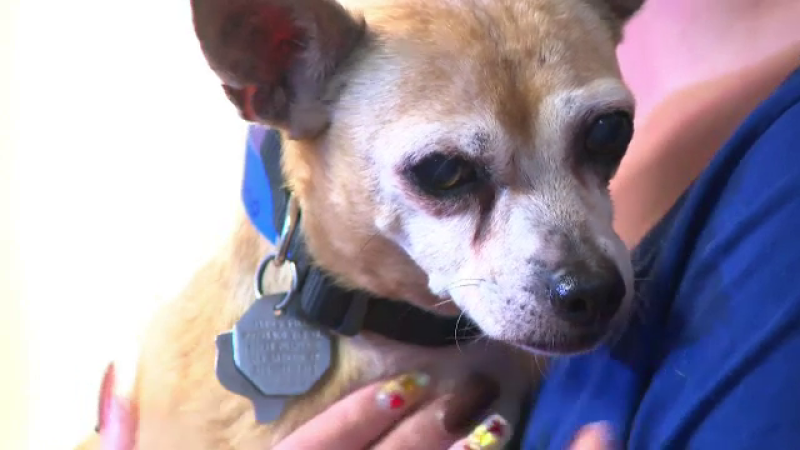 Povestea incredibilă a unei familii care și-a găsit câinele pierdut în urmă cu șase ani. Unde a fost găsit