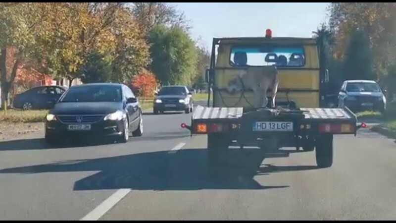 Imagini șocante în Caransebeș. Câine legat pe platforma unei camionete