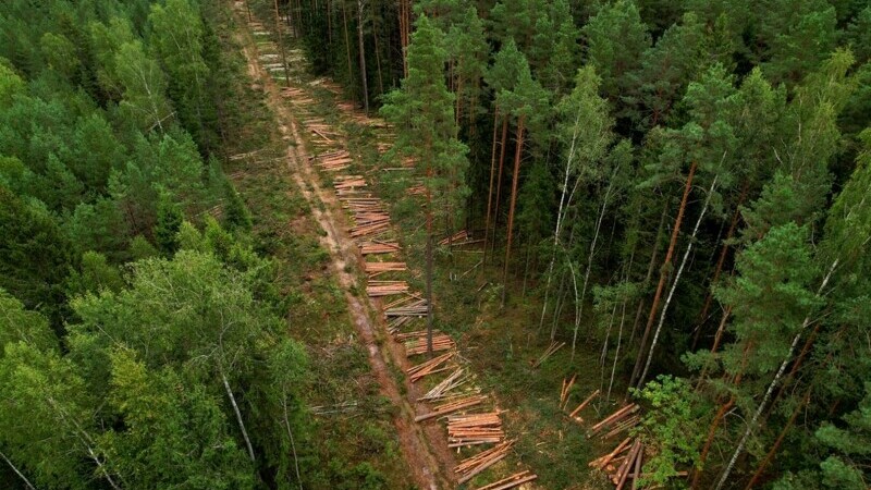 Strategia Națională a Pădurilor