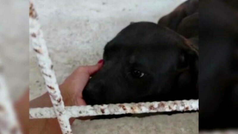 Decizie controversată prin care zeci de câini de luptă, răniți și exploatați, sunt înapoiați abuzatorilor
