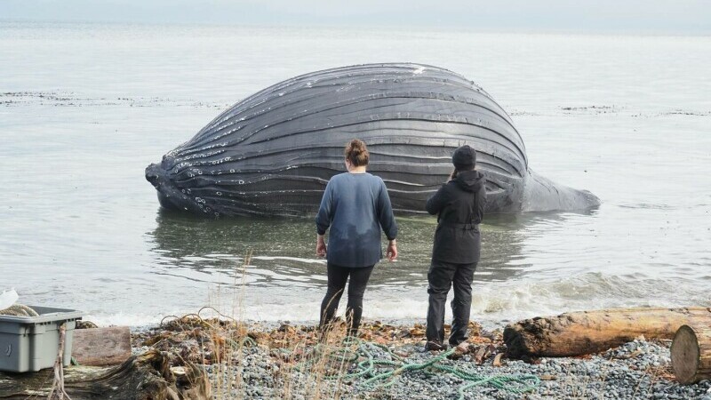 balenă umflată