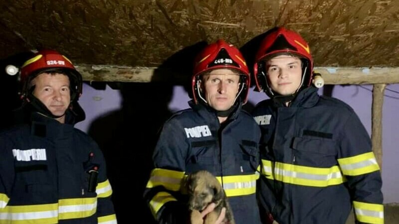 Pompierii din Sibiu au salvat un cățeluș