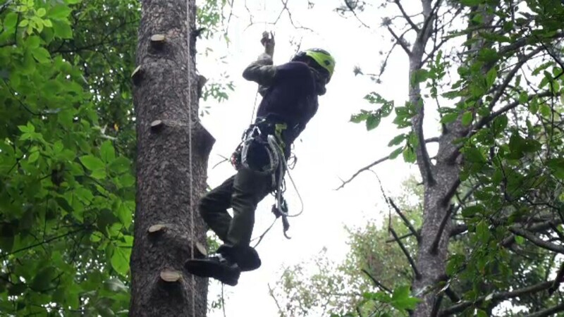 arborist