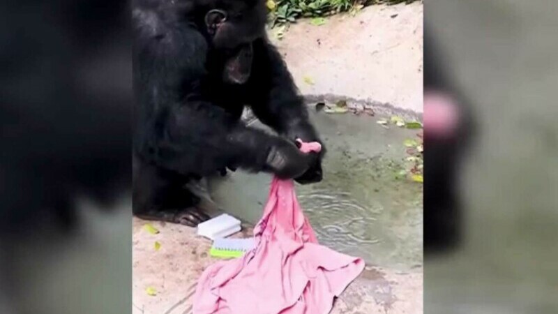 Maimuța care mănâncă cu bețișoare chinezești, spală rufe sau mătură. Își taie și unghiile