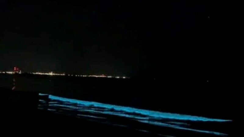 fenomen marea neagra