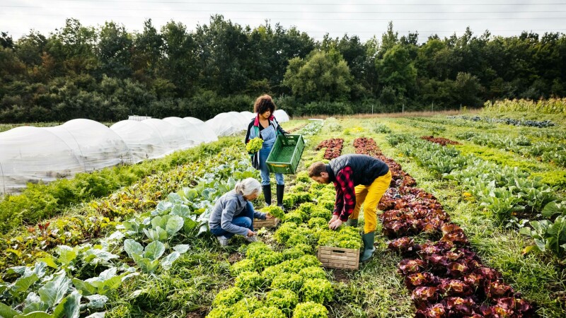 Cum devine sustenabilitatea cheia rezistenței în business. “Nu mai e un avantaj, ci o condiție de supraviețuire în afaceri”