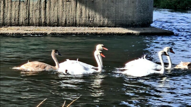 pasari exotice bacau