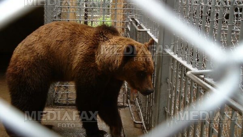 Libertate pentru ursii de la gradina zoologica din Ploiesti!