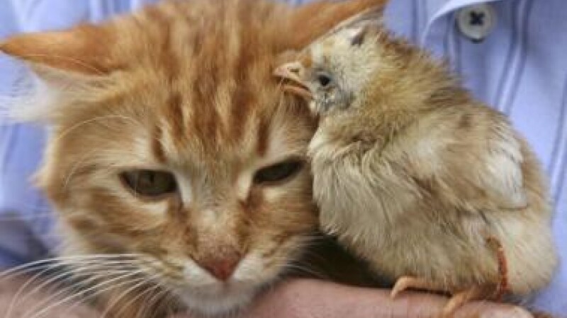 cat and chicken