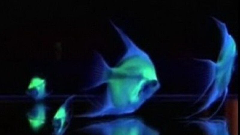 pesti fluorescenti