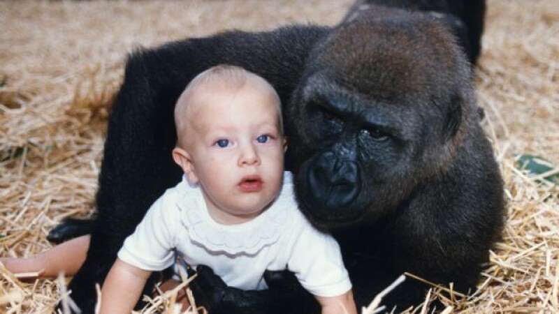 copil se joaca cu o gorila