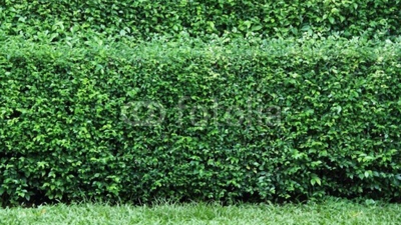 tufis, gradina