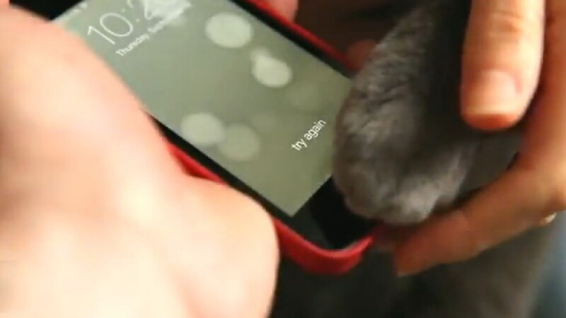 iPhone 5S pisica
